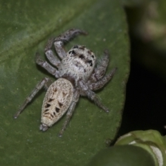 Opisthoncus grassator at Higgins, ACT - 28 Dec 2019