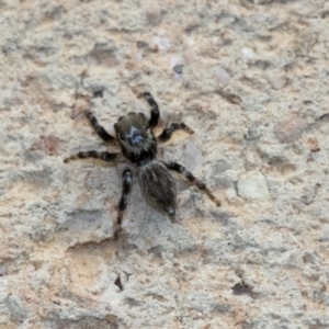 Maratus griseus at Higgins, ACT - 1 Jan 2020