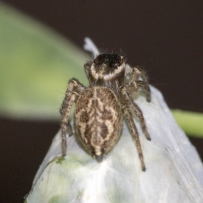 Maratus griseus (Jumping spider) at Higgins, ACT - 15 Nov 2019 by AlisonMilton
