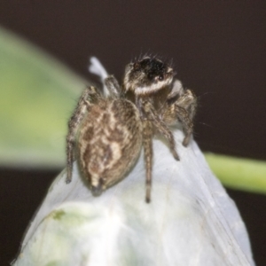 Maratus griseus at Higgins, ACT - 16 Nov 2019 10:26 AM