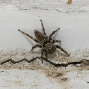 Maratus griseus at Higgins, ACT - 24 Dec 2019