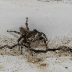 Maratus griseus at Higgins, ACT - 24 Dec 2019