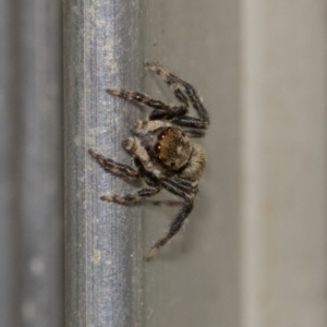 Maratus griseus at Higgins, ACT - 28 Dec 2019 04:10 PM