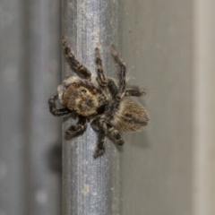 Maratus griseus at Higgins, ACT - 28 Dec 2019