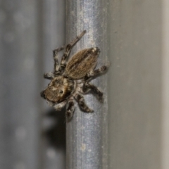 Maratus griseus at Higgins, ACT - 28 Dec 2019