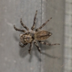 Maratus griseus at Higgins, ACT - 28 Dec 2019 04:10 PM