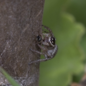 Maratus griseus at Higgins, ACT - 29 Dec 2019