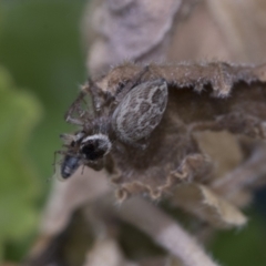 Maratus griseus at Higgins, ACT - 29 Dec 2019