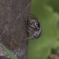 Maratus griseus at Higgins, ACT - 29 Dec 2019