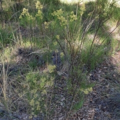 Cassinia quinquefaria at Holt, ACT - 26 Feb 2021