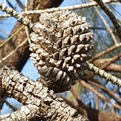 Allocasuarina verticillata (Drooping Sheoak) at Cook, ACT - 24 Feb 2021 by drakes