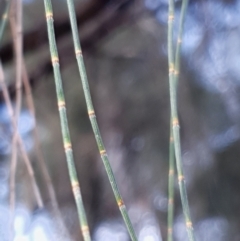 Allocasuarina verticillata at Cook, ACT - 24 Feb 2021 09:09 AM