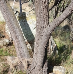 Allocasuarina verticillata at Cook, ACT - 24 Feb 2021