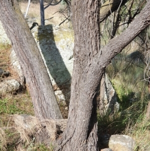 Allocasuarina verticillata at Cook, ACT - 24 Feb 2021