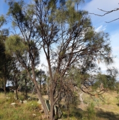 Allocasuarina verticillata at Cook, ACT - 24 Feb 2021 09:09 AM