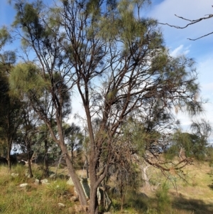 Allocasuarina verticillata at Cook, ACT - 24 Feb 2021