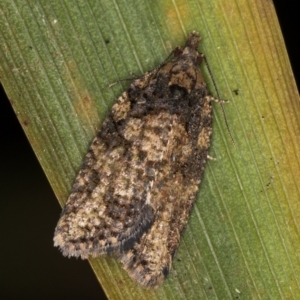 Thrincophora impletana at Melba, ACT - 18 Feb 2021