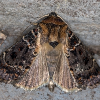 Proteuxoa sanguinipuncta (Blood-spotted Noctuid) at Melba, ACT - 18 Feb 2021 by Bron