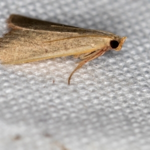 Ocrasa albidalis at Melba, ACT - 18 Feb 2021