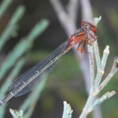 Xanthagrion erythroneurum (Red & Blue Damsel) at Paddys River, ACT - 28 Feb 2021 by Harrisi