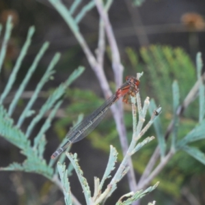 Xanthagrion erythroneurum at Paddys River, ACT - 28 Feb 2021