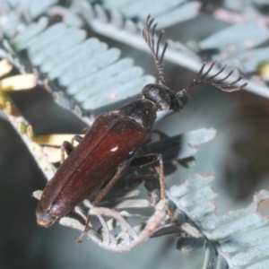 Euctenia sp. (genus) at Crace, ACT - 28 Feb 2021 11:16 AM