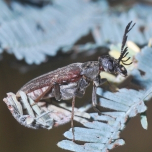 Euctenia sp. (genus) at Crace, ACT - 28 Feb 2021 11:16 AM