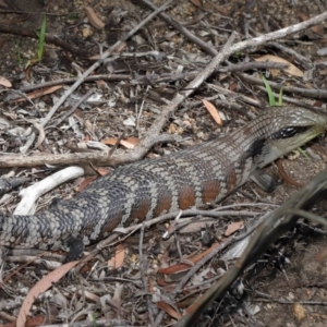 Tiliqua scincoides scincoides at Acton, ACT - 28 Feb 2021