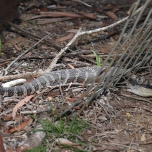 Tiliqua scincoides scincoides at Acton, ACT - 28 Feb 2021