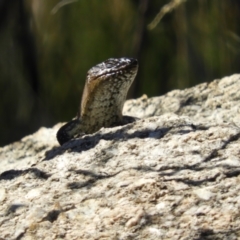 Egernia cunninghami (Cunningham's Skink) at Paddys River, ACT - 28 Feb 2021 by MatthewFrawley