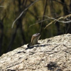 Egernia cunninghami at Paddys River, ACT - 28 Feb 2021 11:49 AM