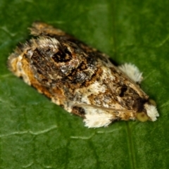 Acroceuthes metaxanthana (Dog-faced Bell Moth) at Melba, ACT - 1 Dec 2011 by Bron