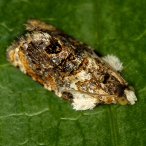 Acroceuthes metaxanthana at Melba, ACT - 1 Dec 2011