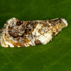 Acroceuthes metaxanthana at Melba, ACT - 1 Dec 2011