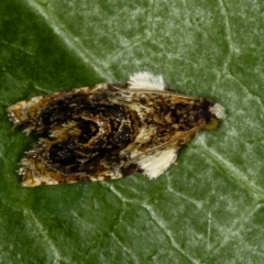 Acroceuthes metaxanthana at Melba, ACT - 1 Dec 2011