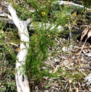 Dillwynia sp. at Bruce, ACT - 27 Feb 2021 10:16 AM