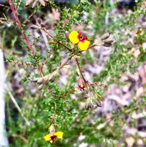 Dillwynia sp. at Bruce, ACT - 27 Feb 2021 10:16 AM