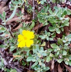 Hibbertia obtusifolia (Grey Guinea-flower) at Bruce, ACT - 27 Feb 2021 by goyenjudy