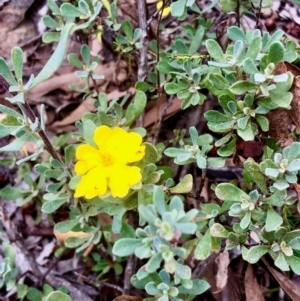 Hibbertia obtusifolia at Bruce, ACT - 27 Feb 2021 10:17 AM