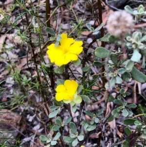 Hibbertia obtusifolia at Bruce, ACT - 27 Feb 2021 10:17 AM