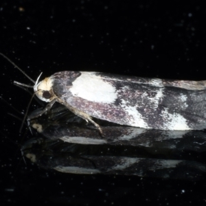 Palimmeces leucopelta at Ainslie, ACT - 27 Feb 2021