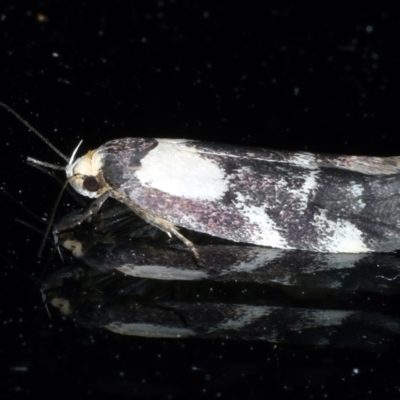 Palimmeces leucopelta (A concealer moth) at Ainslie, ACT - 27 Feb 2021 by jbromilow50