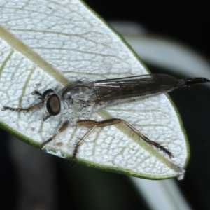 Cerdistus sp. (genus) at Ainslie, ACT - 28 Feb 2021 09:08 AM