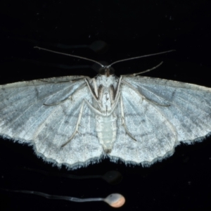 Didymoctenia exsuperata at Ainslie, ACT - 27 Feb 2021