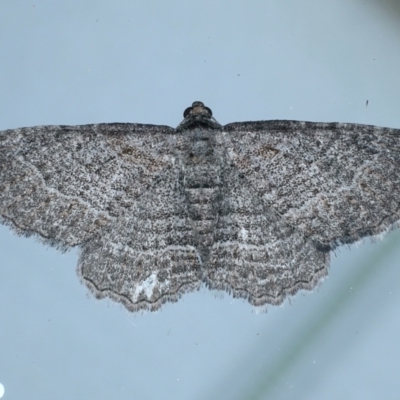 Unplaced squamulata (Scaled Carpet) at Ainslie, ACT - 28 Feb 2021 by jbromilow50