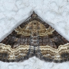 Epyaxa subidaria (Subidaria Moth) at Ainslie, ACT - 27 Feb 2021 by jb2602