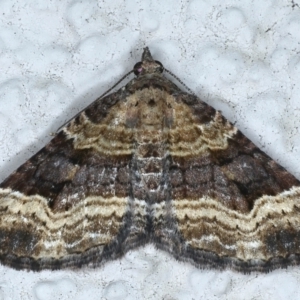 Epyaxa subidaria at Ainslie, ACT - 27 Feb 2021