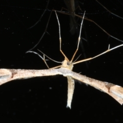 Sinpunctiptilia emissalis at Ainslie, ACT - 27 Feb 2021