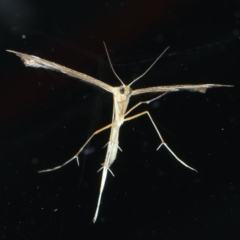 Sinpunctiptilia emissalis at Ainslie, ACT - 27 Feb 2021