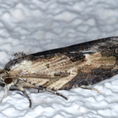 Cryptoptila immersana at Ainslie, ACT - 26 Feb 2021